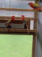 Rosella's Rosella's
