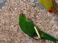Kakariki koppel Kakariki koppel