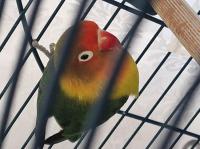 Agapornis (LoveBird) 