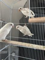 3 Argaponissen met kooi!