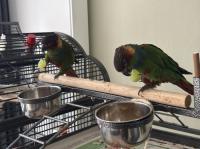 Pyrrhura’s 2 mannetjes 