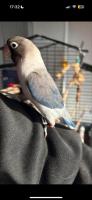 Coco en Zazu (tam) prijs bespreekbaar Coco en Zazu (tam) prijs bespreekbaar