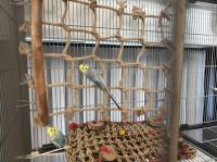 2 grasparkieten incl voliere en diverse accessoires 