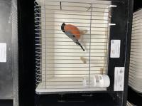 Europese Cultuur Vogels 