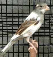 Ik ben op zoek naar witbonte en geelbonte waterslager poppen