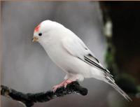 gezocht koppel bonte witte barmsijsen