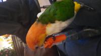 Witbuikcaique pop 2 jaar