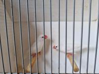 Rijstvogels te koop